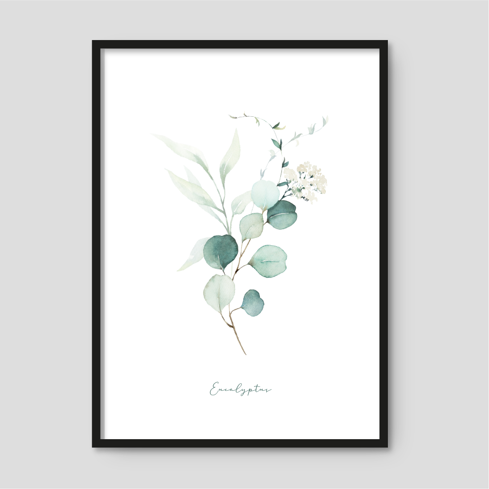 Eucalyptus - Plakat